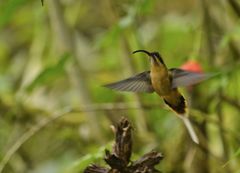 Phaethornis syrmatophorus