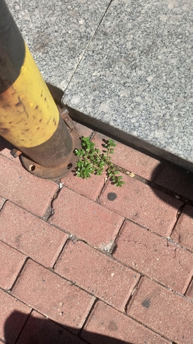 Common Purslane