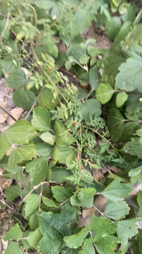 tomato
