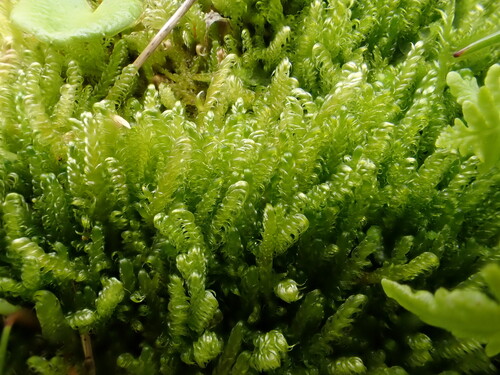 Stereodon callichrous observed 2025-08-07