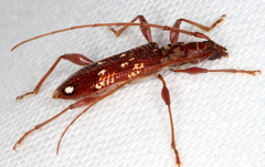 Coptocercus biguttatus