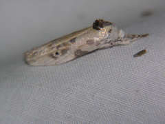 Arignota stercorata