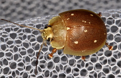Paropsis lutea