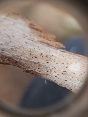 Microcalicium ahlneri