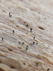 Microcalicium ahlneri