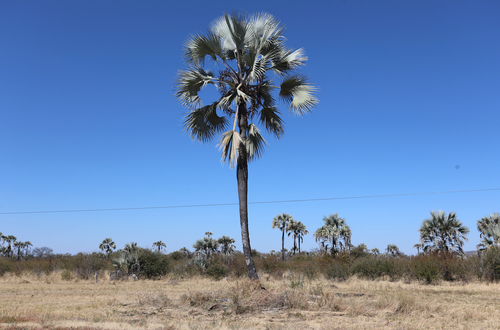 Makalani Palm