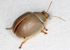 Paropsisterna crocata