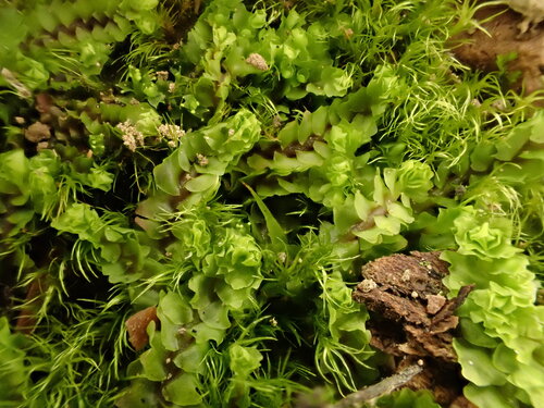 Obtuse Notchwort (Obtusifolium obtusum)