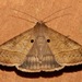 Small Mocis Moth - Photo (c) Laura Gaudette, some rights reserved (CC BY), uploaded by Laura Gaudette