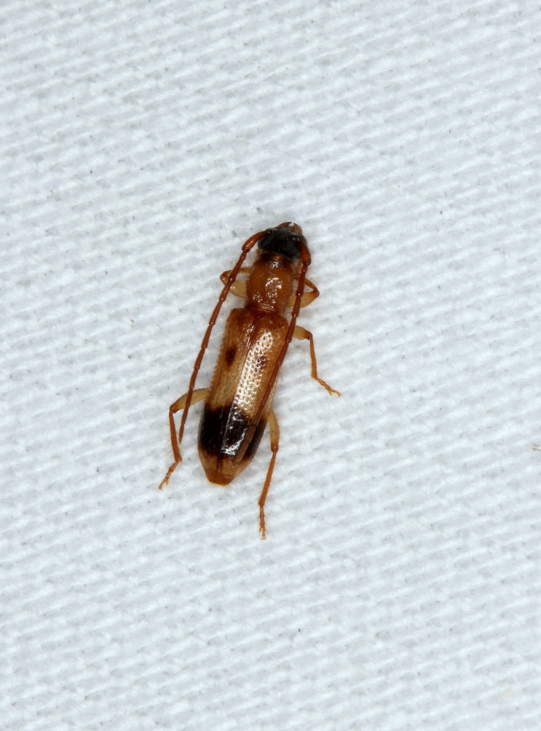 Atesta stigmosa