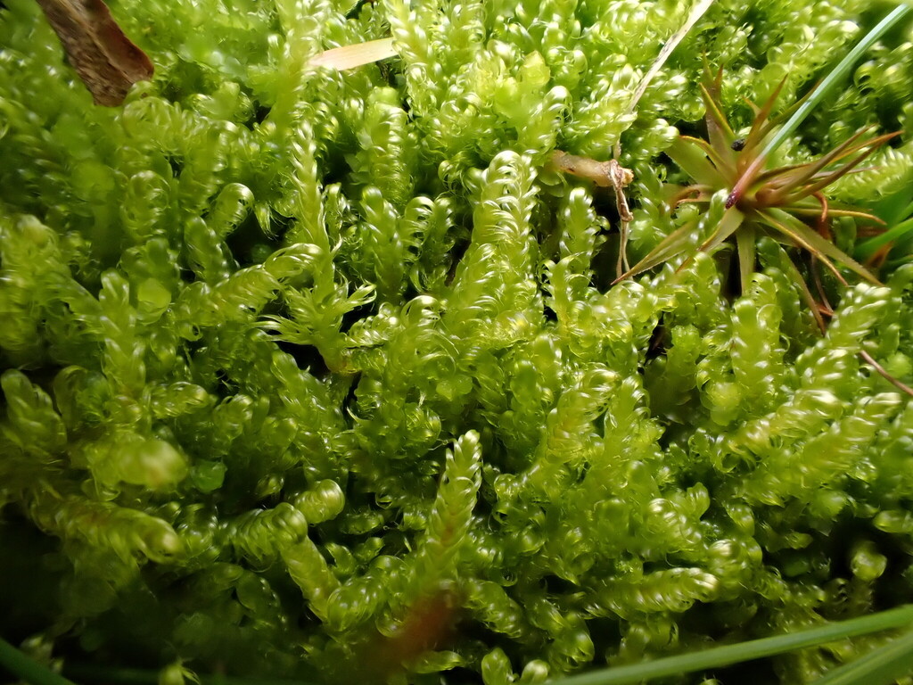 Downy Plait-moss