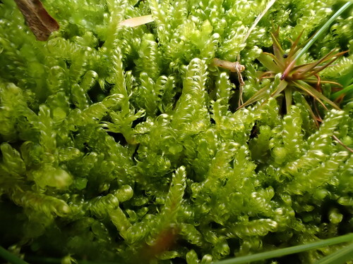 Stereodon callichrous