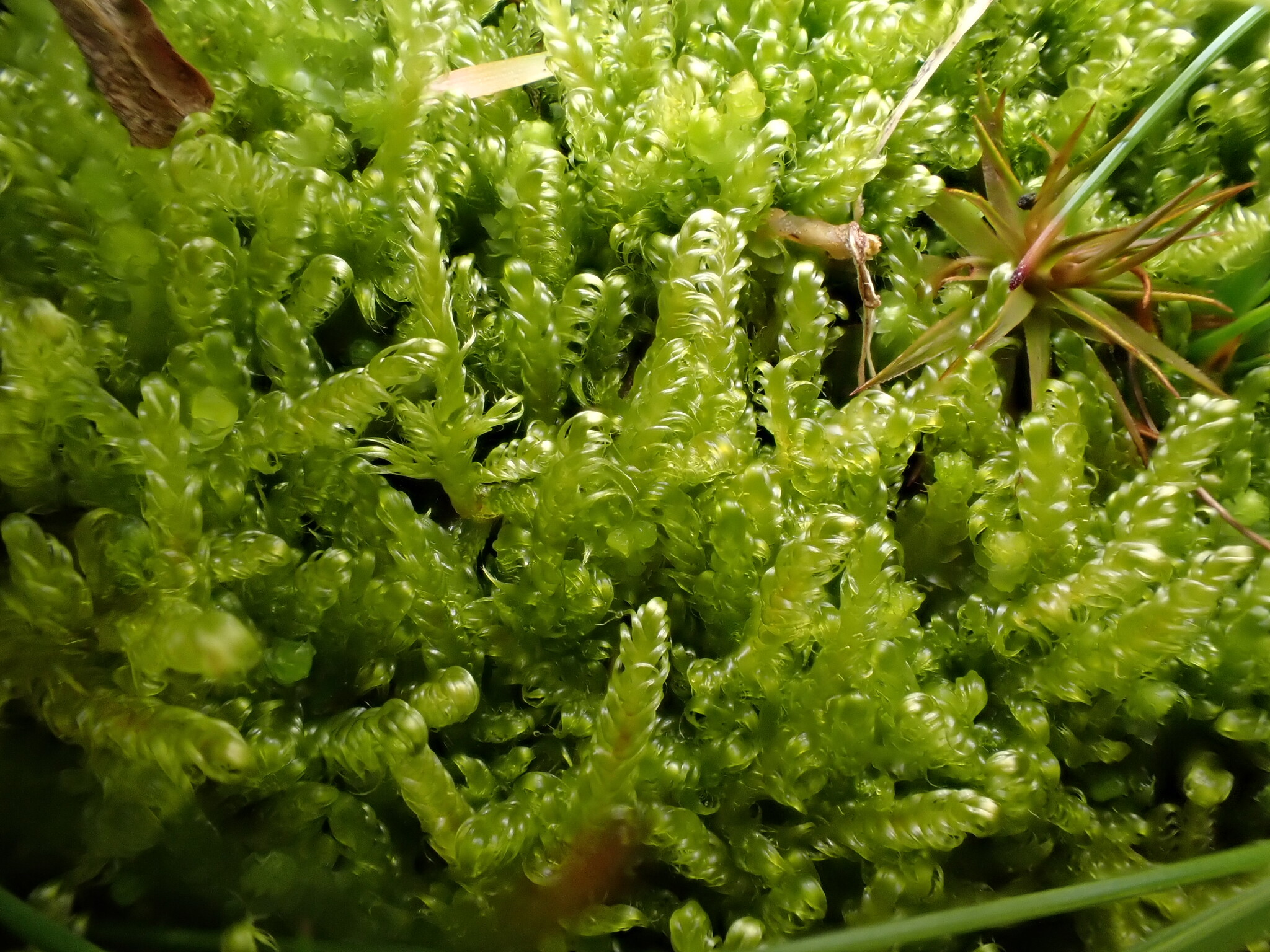 Stereodon callichrous