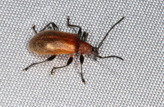 Ecnolagria rufescens