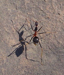 Leptomyrmex rothneyi
