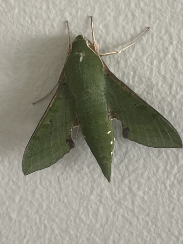 Small Verdant Hawkmoth