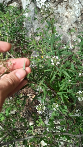 Lysimachia pentapetala