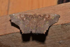 Paragonia cruraria