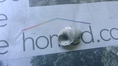 Micrelenchus purpureus