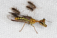 Spaminta minjerribae