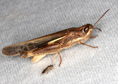 Aiolopus thalassinus dubius