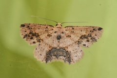 Isochromodes granula