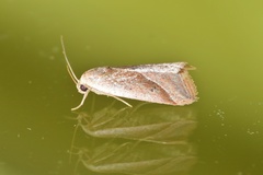 Micrathetis dasarada