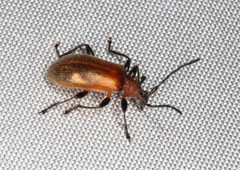 Ecnolagria rufescens