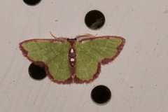 Synchlora cupedinaria