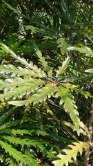 Plerandra elegantissima