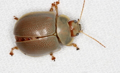 Paropsisterna crocata