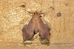 Anarmodia nebulosalis