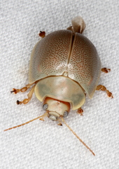 Paropsisterna crocata