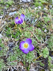 Nototriche phyllanthos