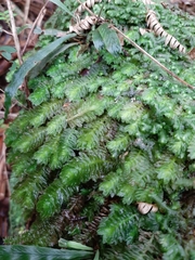 Schistochila nobilis