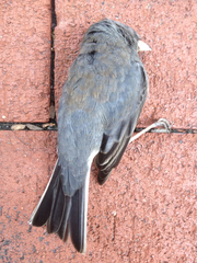 Junco hyemalis