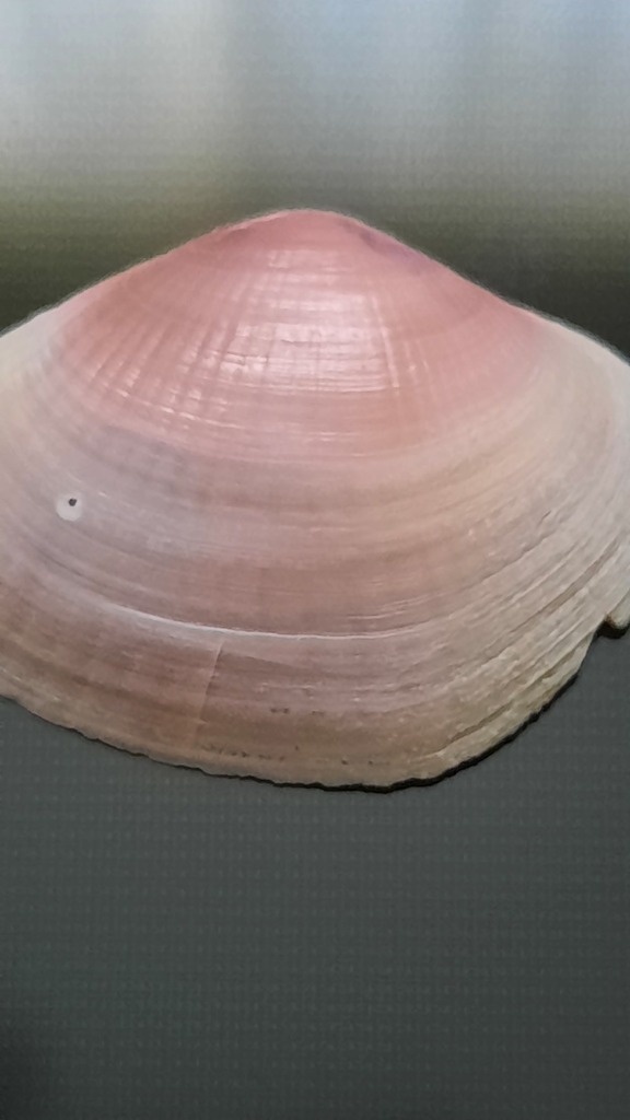 Adacna vitrea