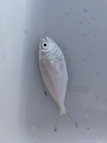 Trachinotus ovatus