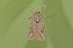 Hypotrix diapera