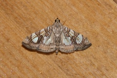 Glyphodes sibillalis