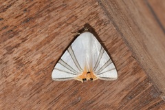 Eulepidotis geminata