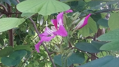 Bauhinia × blakeana