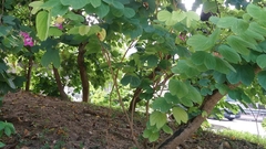 Bauhinia × blakeana