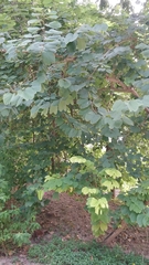 Bauhinia × blakeana