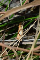 Epitymbia isoscelana