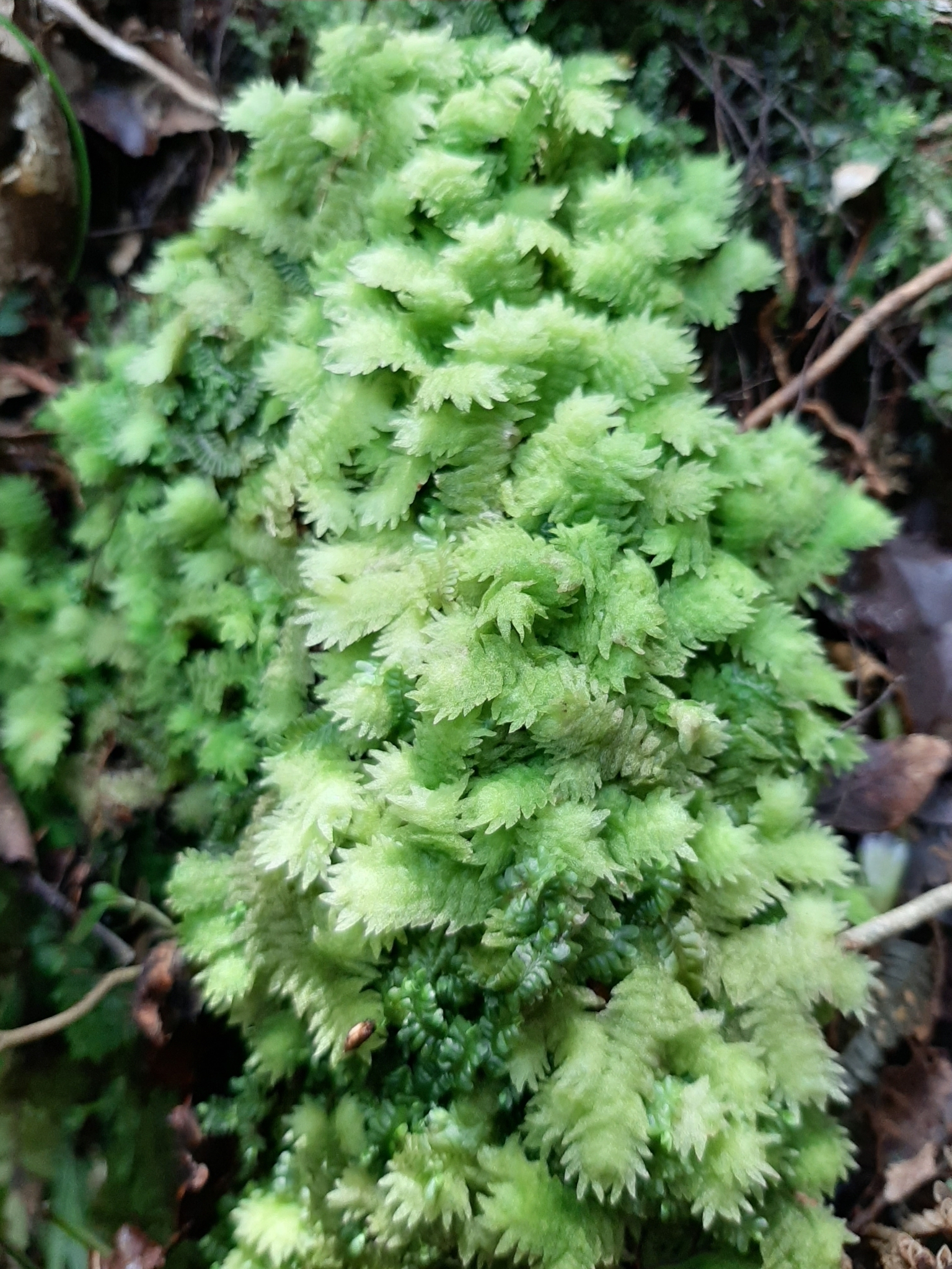 Schistochila muricata