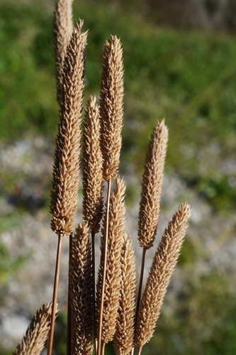 Phleum paniculatum, photograph 3