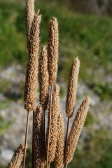 Phleum paniculatum, photograph (c) Patrick Hacker, some rights reserved (CC BY)