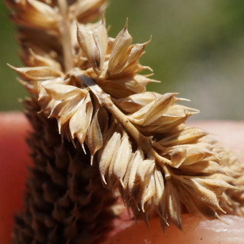 Phleum paniculatum, photograph 5