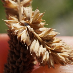 Phleum paniculatum, photograph (c) Patrick Hacker, some rights reserved (CC BY)